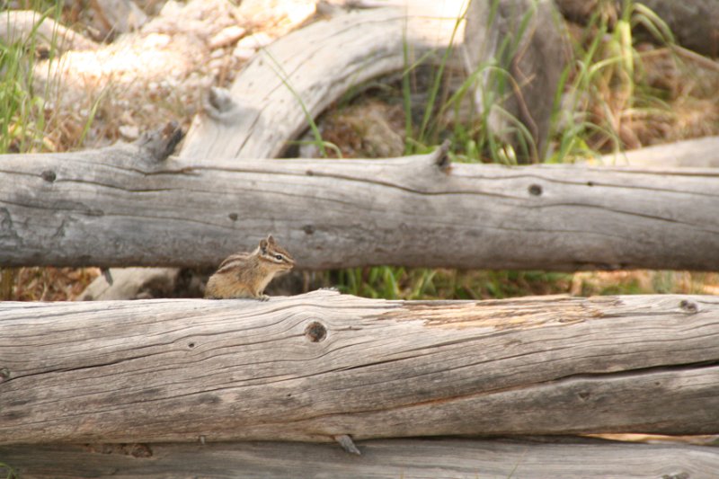 Trip (95).JPG - Chipmunk on a dead tree in Yellowstone National Park